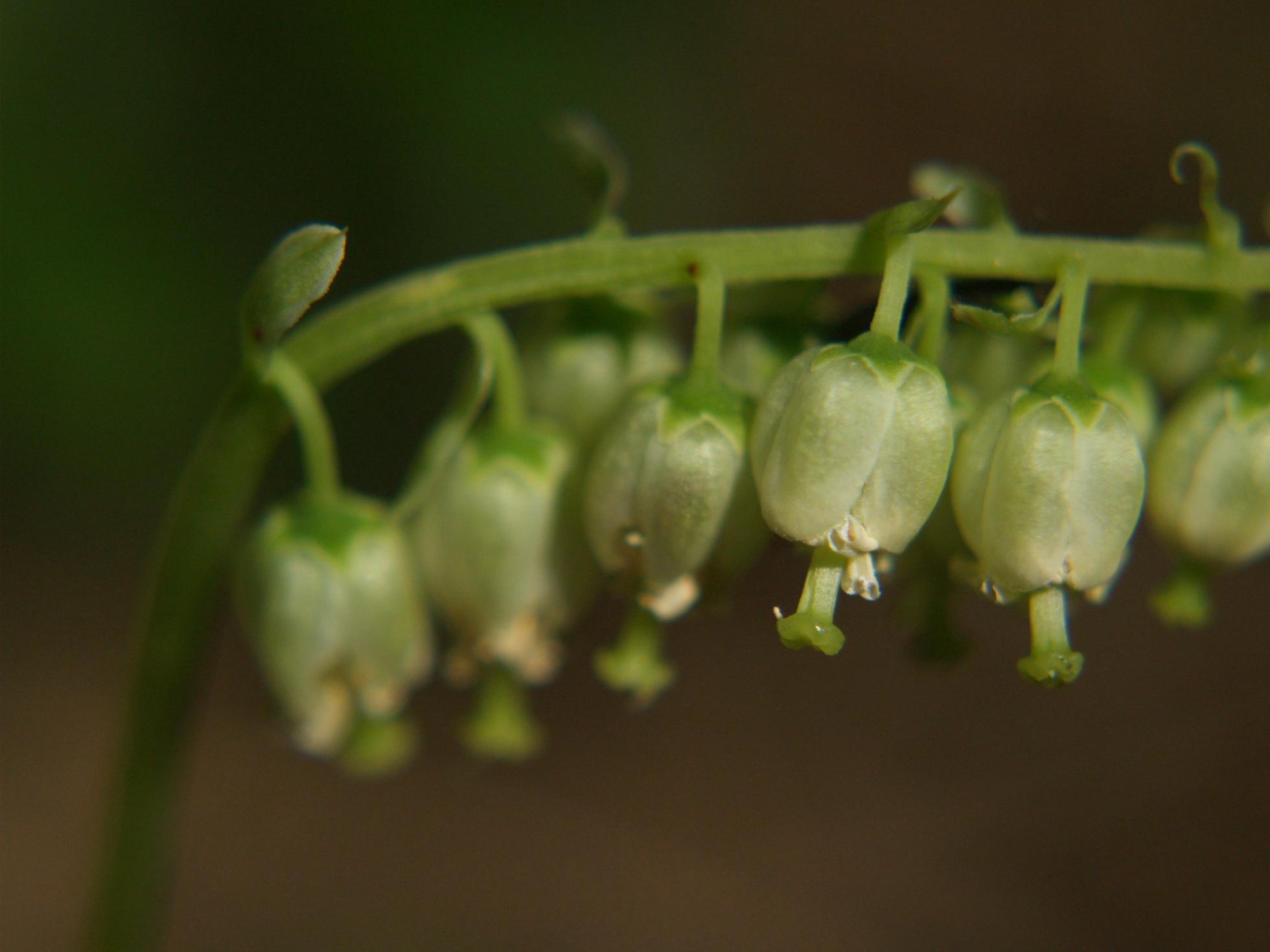 Wintergreen, Nodding